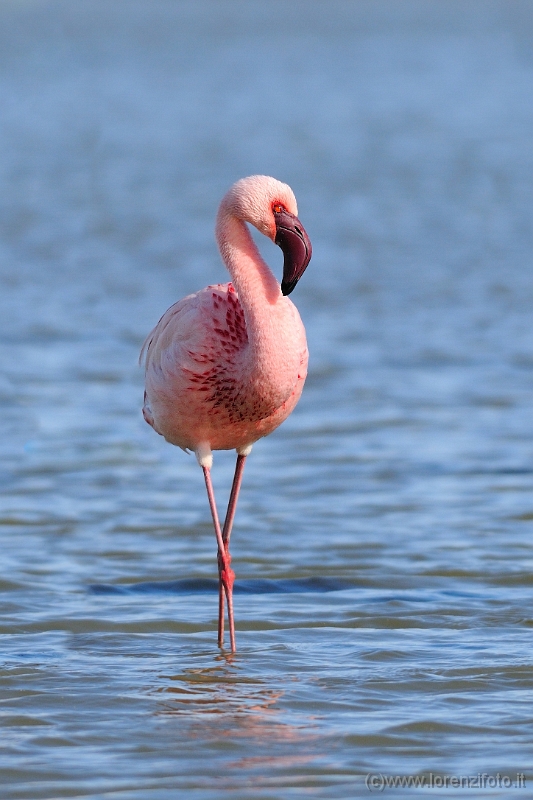 15450 Phoenicopterus minor (Fenicottero minore)2.jpg